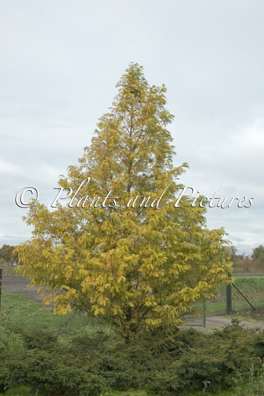 Metasequoia glyptostroboides ‘Golden Guusje’