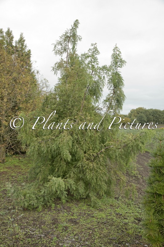 Metasequoia glyptostroboides var. honshoensis