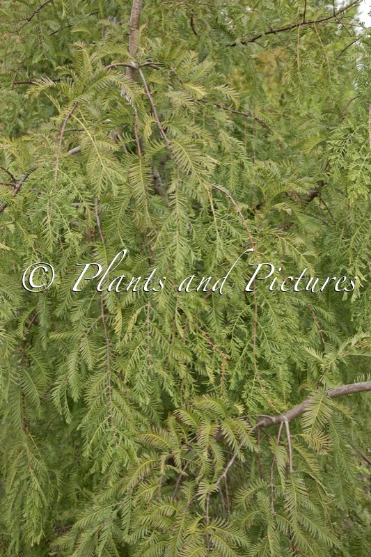 Metasequoia glyptostroboides var. honshoensis