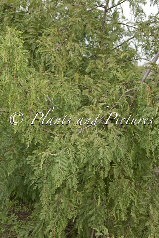 Metasequoia glyptostroboides var. honshoensis