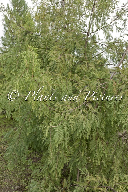 Metasequoia glyptostroboides var. honshoensis
