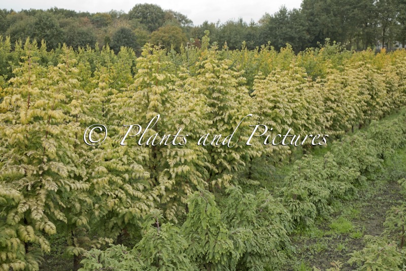 Metasequoia glyptostroboides ‘WAH-08AG’ (AMBER GLOW)