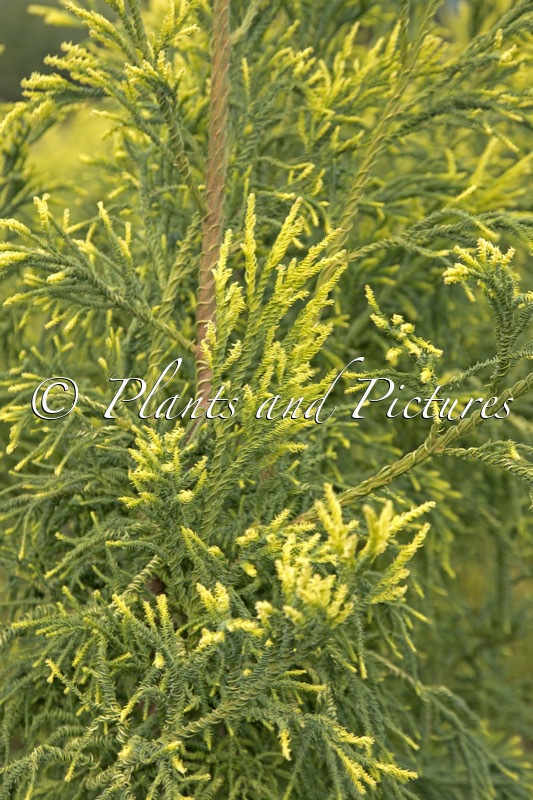 Cryptomeria japonica ‘Kyara Gold’