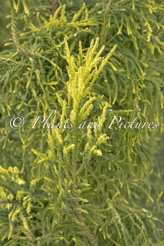 Cryptomeria japonica ‘Kyara Gold’