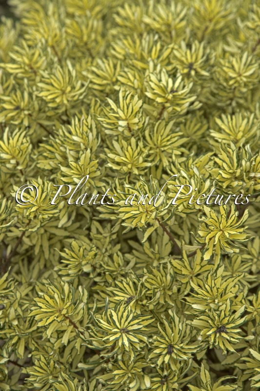 Daphne burkwoodii ‘Brimoon’ (BRIGG’S MOONLIGHT)