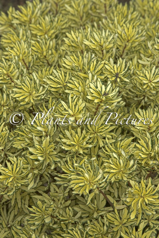 Daphne burkwoodii ‘Brimoon’ (BRIGG’S MOONLIGHT)