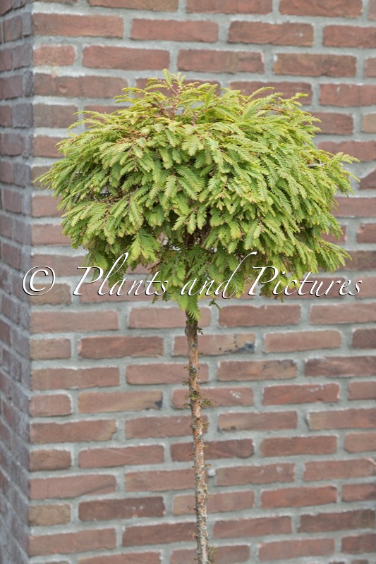 Metasequoia glyptostroboides ‘Uje’