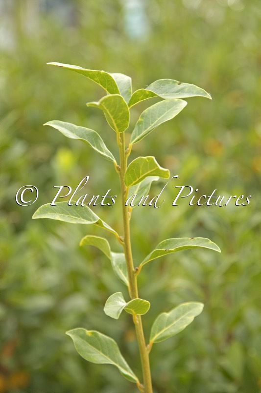 Laurus novocanariensis