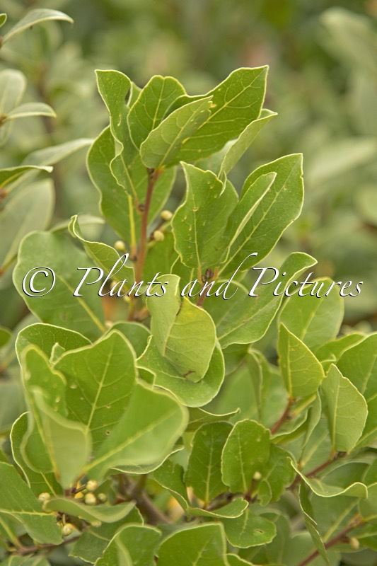 Laurus ‘Saratoga’