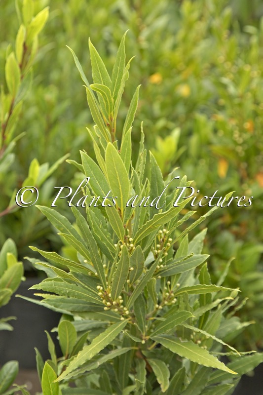 Laurus nobilis ‘Monem’ (EMERALD WAVE)