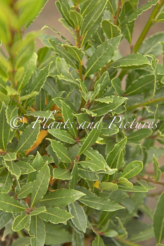 Laurus nobilis ‘Monrik’ (LITTLE RAGU)