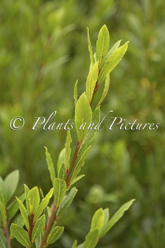 Laurus nobilis ‘Monrik’ (LITTLE RAGU)