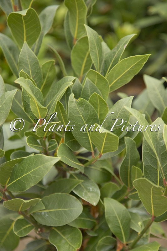 Laurus nobilis ‘Verdi’