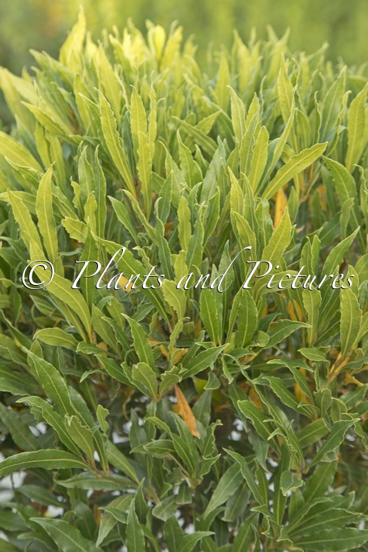 Laurus nobilis ‘Angustifolia’