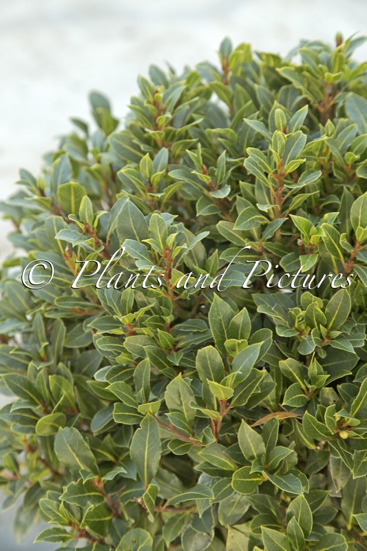 Laurus nobilis ‘Bay Junior’