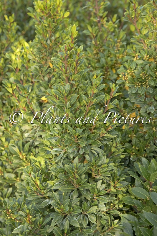 Laurus nobilis ‘Bay Junior’
