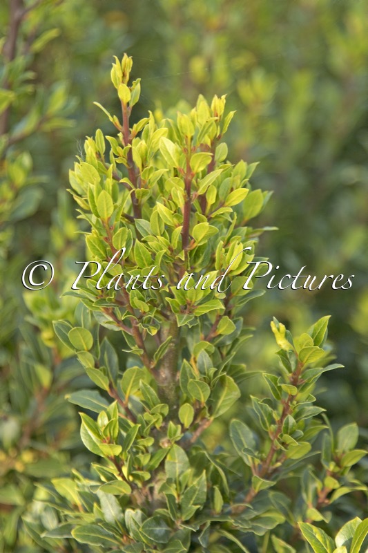 Laurus nobilis ‘Bay Junior’