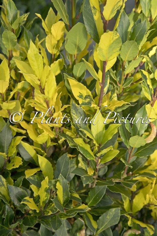 Laurus nobilis ‘Sunspot’