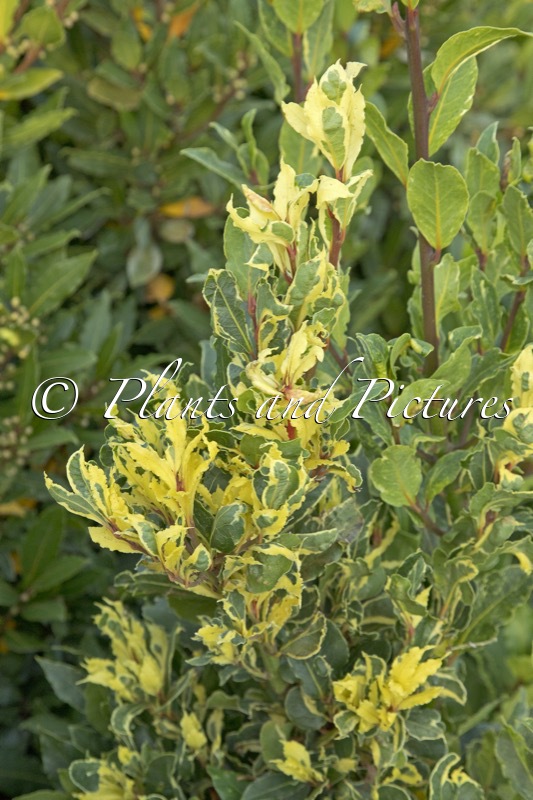Laurus nobilis ‘Hex Brilliant’