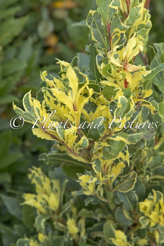 Laurus nobilis ‘Hex Brilliant’