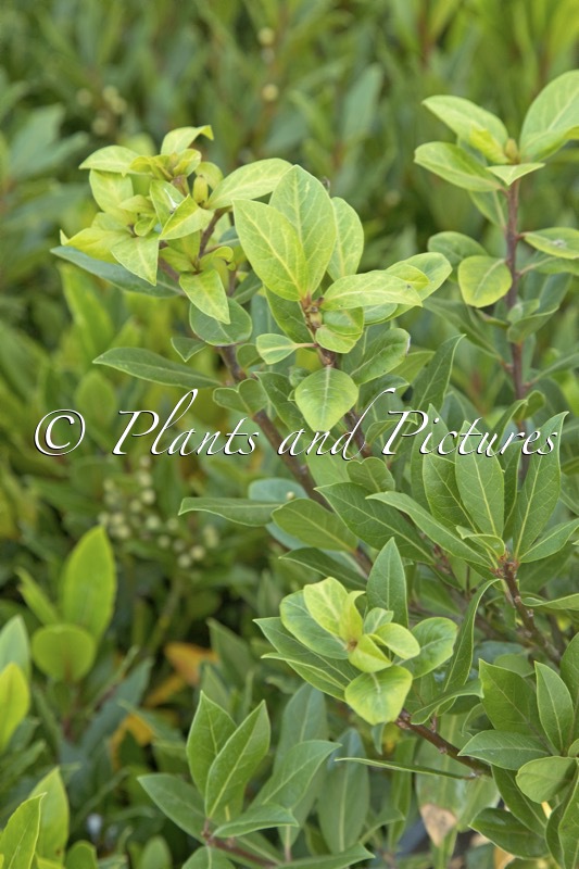 Laurus nobilis ‘Chung’s’