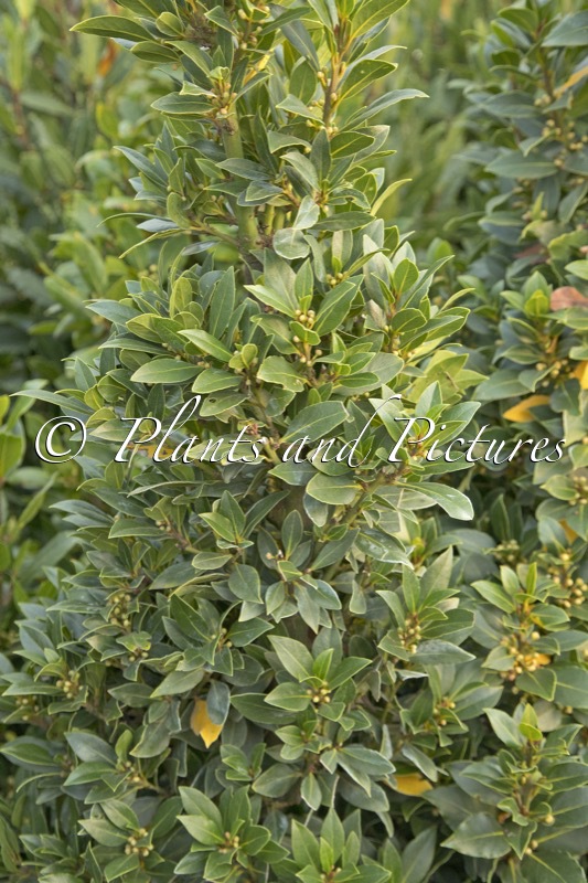 Laurus nobilis ‘Popeye’