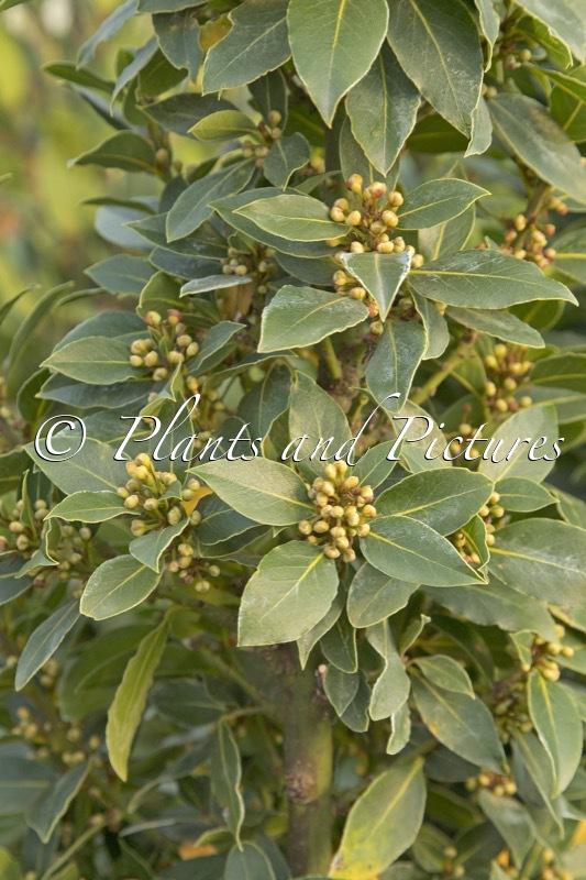 Laurus nobilis ‘Galán’