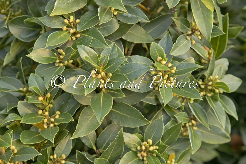 Laurus nobilis ‘Galán’