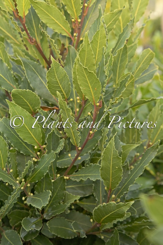 Laurus nobilis ‘Crispa’