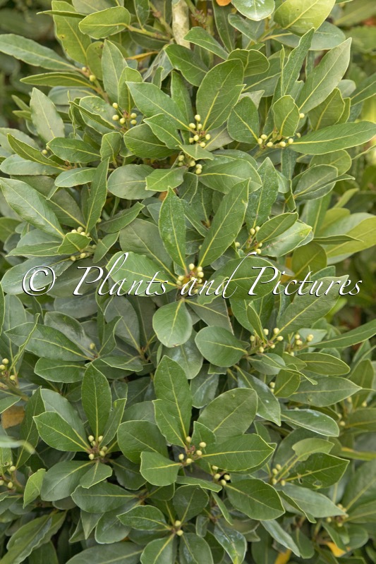 Laurus nobilis ‘Goldstein’