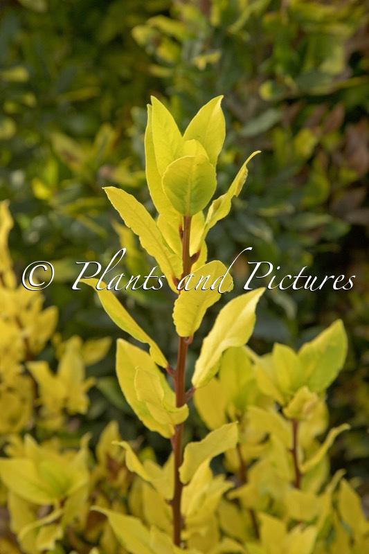 Laurus nobilis ‘Brilliant Times’