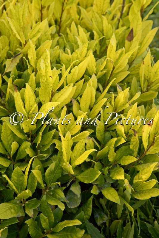Laurus nobilis ‘Aurea’