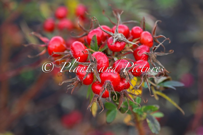 Rosa ‘Bokrahan’ (ROTE HANNOVER)