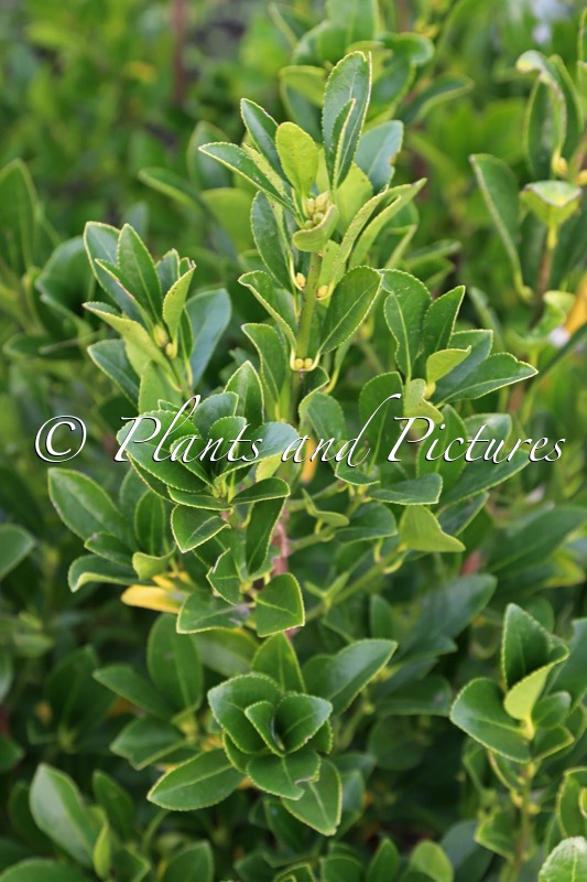 Euonymus japonicus ‘Minmil’ (GREEN MILLENNIUM)