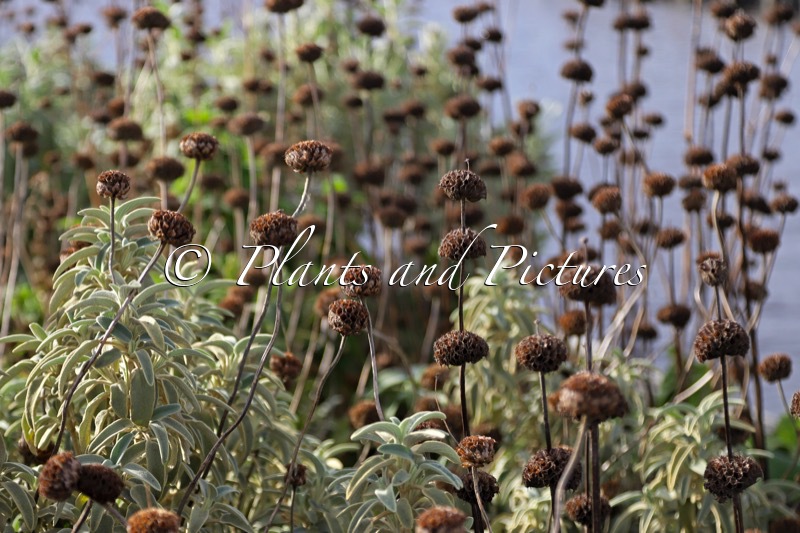 Phlomis