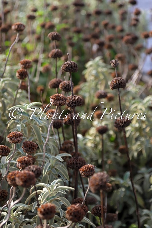 Phlomis