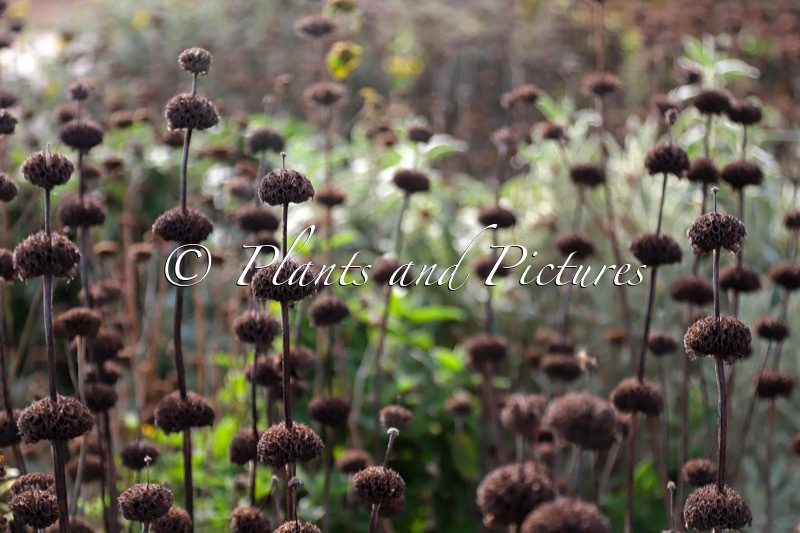Phlomis