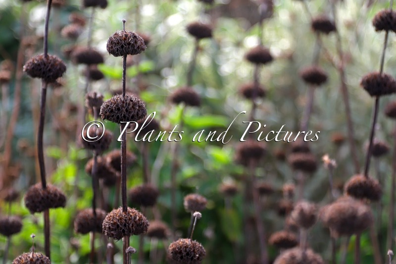 Phlomis
