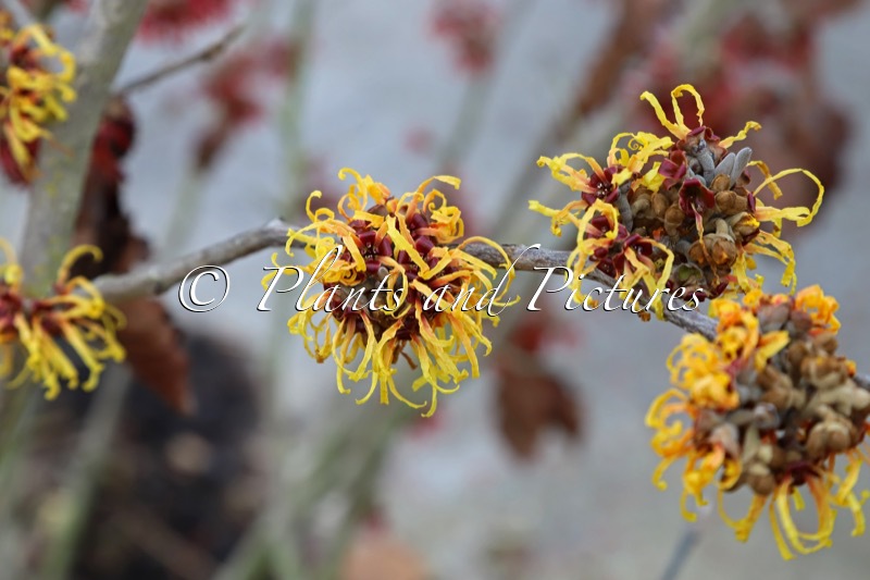 Hamamelis intermedia ‘Orange Beauty’