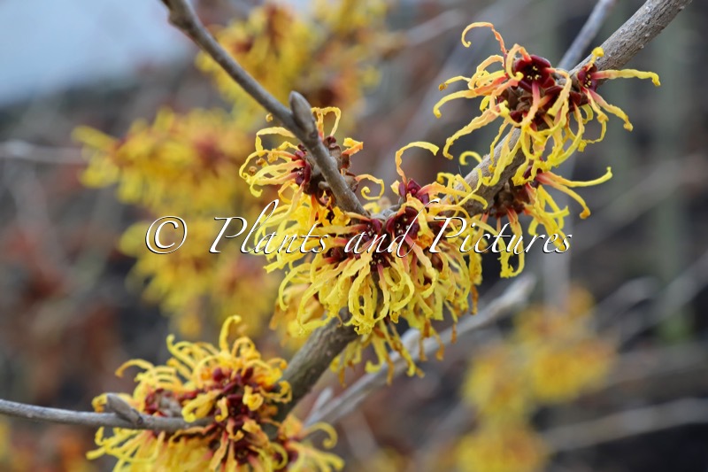 Hamamelis intermedia ‘Orange Beauty’