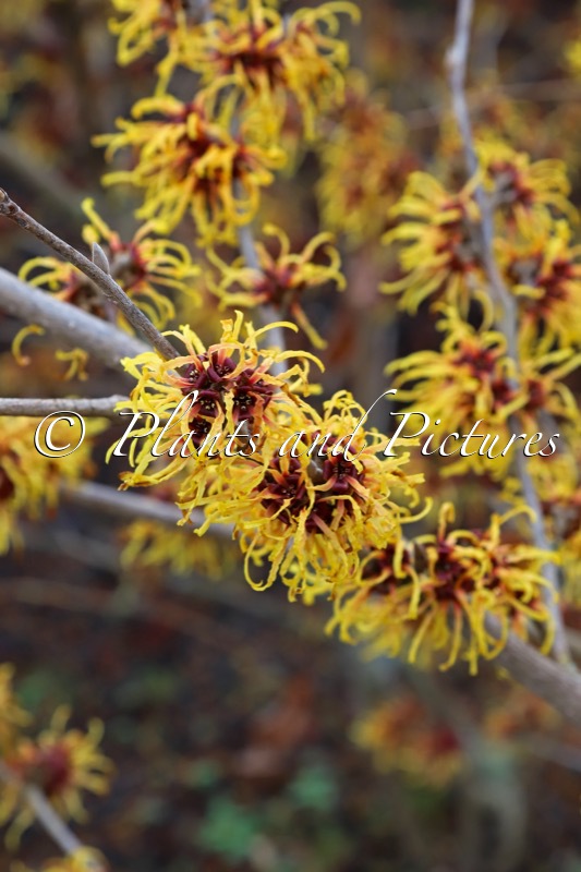 Hamamelis intermedia ‘Orange Beauty’