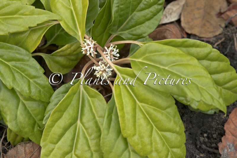 Pachysandra axillaris ‘Crûg Cover’