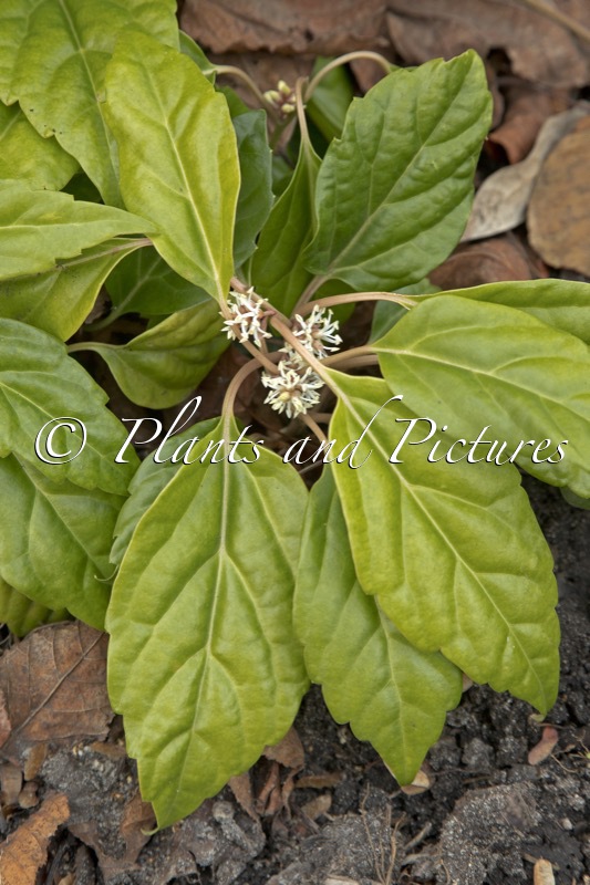 Pachysandra axillaris ‘Crûg Cover’