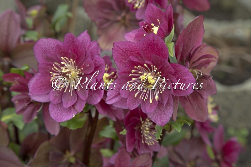 Helleborus ‘HL 1036’