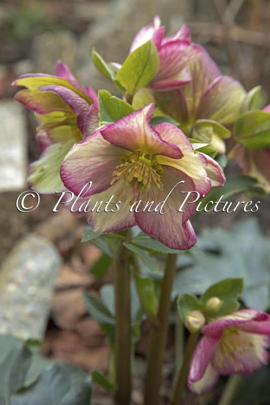 Helleborus glandorfensis ‘HG 1428′ (HGC ICE N’ ROSES PURPLE SUNRISE)