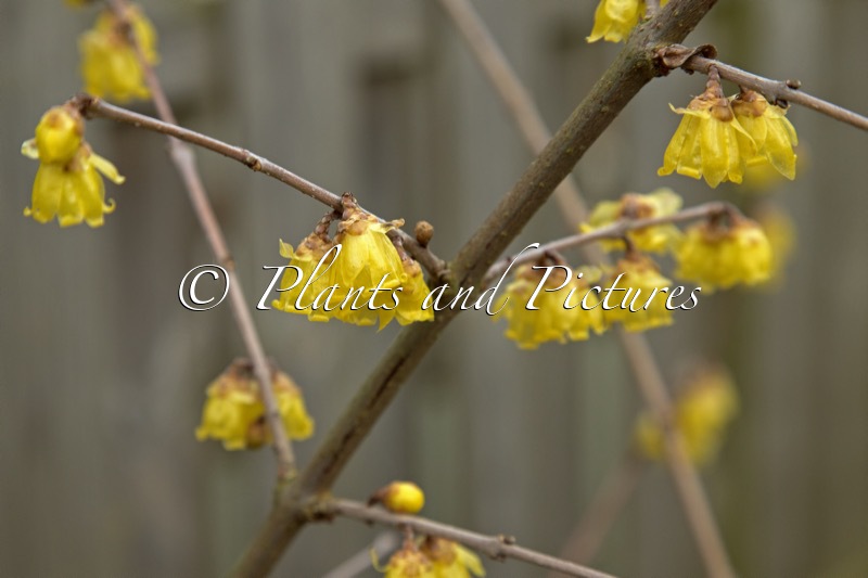Chimonanthus praecox ‘Luteus’