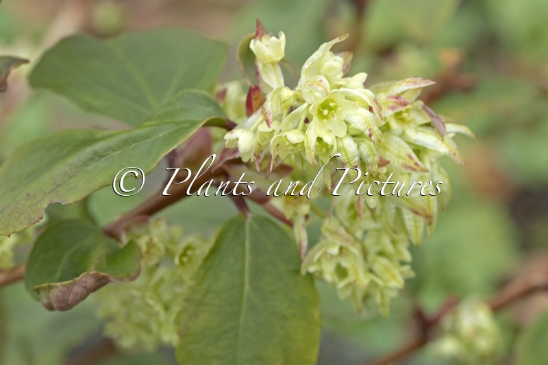 Ribes laurifolium ‘Amy Doncaster’