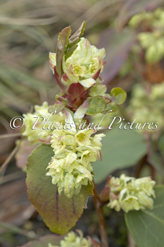Ribes laurifolium ‘Amy Doncaster’