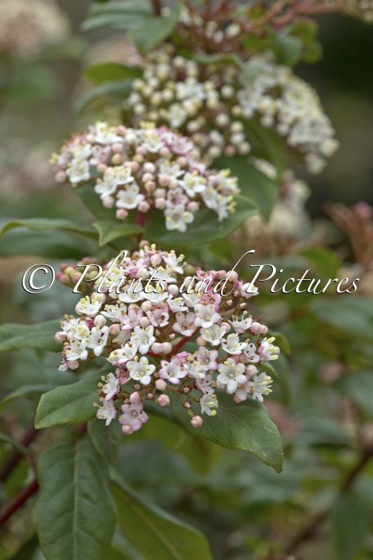Viburnum tinus ‘Gwenllian’