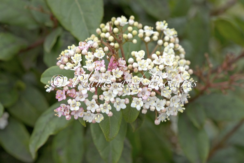 Viburnum tinus ‘Gwenllian’